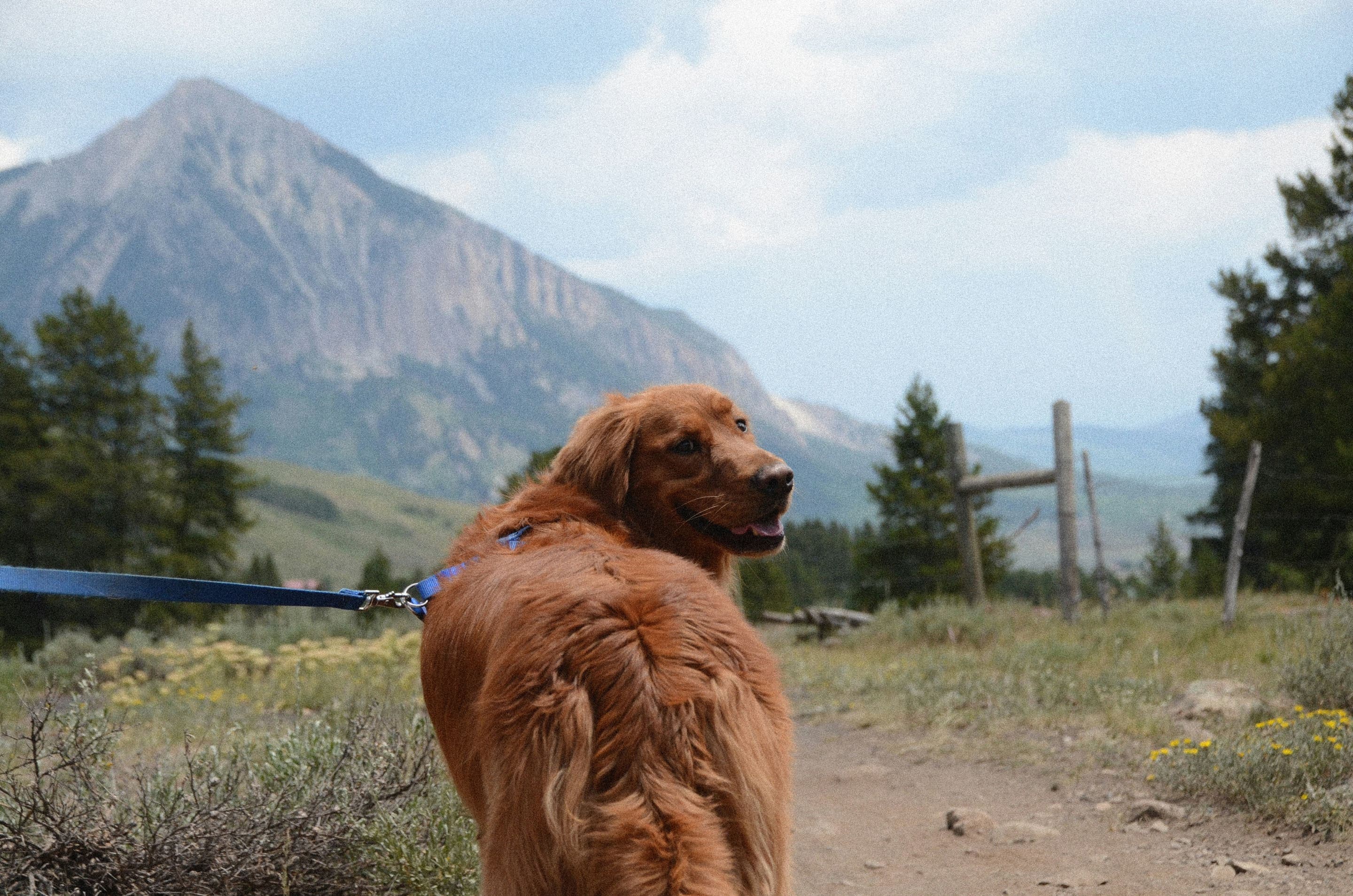 Golden retriever on a leash in the mountains